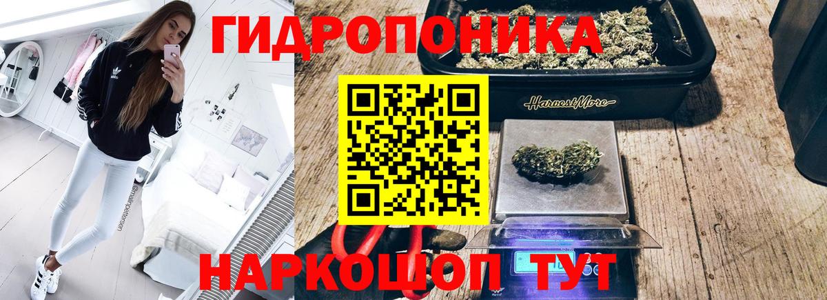 Канабис сатива Славгород